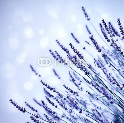 Anna Omelchenko, Lavender flower field background (abstrakt, alternative, aroma, hintergrund, schöner, schönheit, blühen, verdammt, bokeh, landesgrenzen, blumenstrauss, verzweigt, bündel, schließen, close-up, verfärbt, dekoration, feld, flora, floral, blume, blume, focus, duftend, frisch, garte)