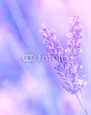 Anna Omelchenko, Lavender flower (abstrakt, aroma, hintergrund, schöner, schönheit, blühen, verdammt, blühen, bokeh, landesgrenzen, blumenstrauss, schließen, close-up, verfärbt, details, europa, feld, flora, floral, blume, blume, focus, duftend, frisch, garten, grün, kraut, kräute)