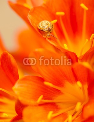 Anna Omelchenko, Little snail on red crocus flower (tier, hintergrund, blühen, verdammt, blühen, schließen, close-up, close-up, verfärbt, kriechen, krabbeln, krokusse, eco, umwelt, extrem, flora, floral, blume, blume, frisch, garten, spirale, haus, insekt, life, little, makro, weichtier, natur, orang)