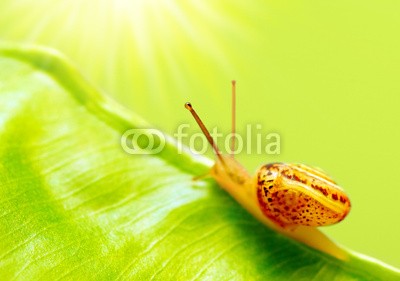 Anna Omelchenko, Little snail (tier, close-up, kriechen, ökologie, umwelt, spirale, insekt, weichtier, schale, schleim, schnecke, schnecke, abstrakt, hintergrund, braun, close-up, verfärbt, krabbeln, lebewesen, wald, frisch, garten, gras, grün, haus, isoliert, leaf, ausreisen, lich)