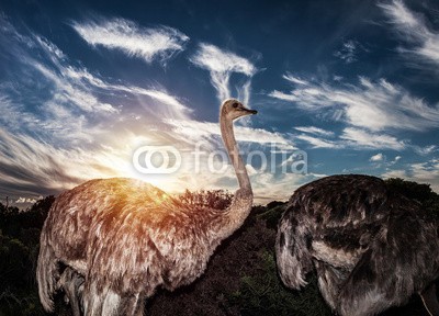 Anna Omelchenko, Ostriches in wild nature (afrika, afrikanisch, süden, tier, tier, aviär, groß, vögel, blau, wolken, bewölkt, naturschutz, oden, umwelt, abend, familie, bauernhof, federn, herde, frei, herde, life, lang, national, natur, genick, strauß, strauß, bewölkt, park, regio)