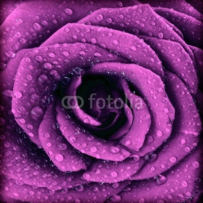 Anna Omelchenko, Purple dark rose background (abstrakt, hintergrund, karte, tau, fallen lassen, blume, flieder, lila, rose, textur, valentin, hochzeit, kulissen, schöner, schönheit, schließen, close-up, verfärbt, dunkel, tage, dekoration, dekorativ, details, flora, floral, frisch, geschenk, kop)