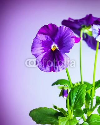 Anna Omelchenko, Purple pansy flowers (hintergrund, schöner, schönheit, blühen, verdammt, blühen, landesgrenzen, botanisch, botanik, bündel, karte, schließen, close-up, verfärbt, dekoration, dekorativ, details, flora, floral, blume, blume, frisch, grün, urlaub, isoliert, leaf, ausreise)