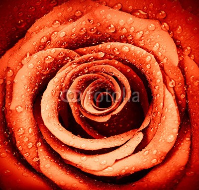 Anna Omelchenko, Red rose background (abstrakt, jahrestag, kulissen, hintergrund, schöner, schönheit, blühen, blühen, blumenstrauss, karte, feier, schließen, close-up, tage, dekoration, dekorativ, tau, fallen lassen, flora, floral, blume, blume, frisch, geschenk, grunge, schmutzig, urlau)