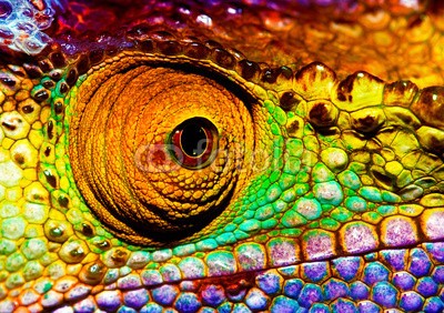 Anna Omelchenko, Reptilian eye (abstrakt, afrika, afrikanisch, tier, tier, australien, hintergrund, schönheit, hell, chamäleon, schließen, close-up, close-up, verfärbt, bunt, farb, details, dinosaurier, exotisch, auge, auge, gesicht, fauna, grün, kopf, leguan, abbild, eidechse, blic)