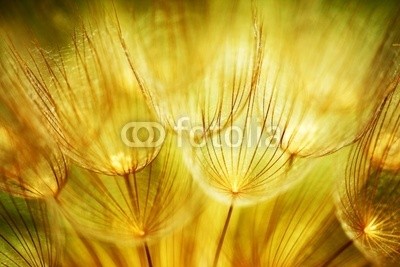 Anna Omelchenko, Soft dandelion flowers (abstrakt, hintergrund, close-up, löwenzahn, floral, blume, blume, garten, grün, makro, natur, mustern, frühling, textur, blühen, löwenzahn, tapete, gelb, schöner, schönheit, verdammt, blühen, verwischen, braun, schließen, close-up, verfärb)