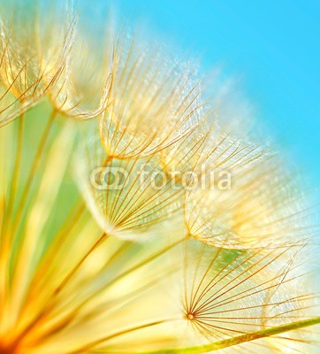 Anna Omelchenko, Soft dandelion flowers (abstrakt, hintergrund, blau, landesgrenzen, löwenzahn, blume, natürlich, jahreszeitlich, himmel, weich, frühling, sommer, schöner, schönheit, blühen, hell, schließen, close-up, close-up, verfärbt, tage, feinfühlig, details, feld, flora, flora)
