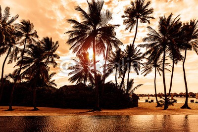 Anna Omelchenko, Tropical beach on sunset (hintergrund, bellen, strand, schöner, schönheit, karte, küste, küstenlinie, abenddämmerung, abend, exotisch, urlaub, insel, landschaft, morgens, natur, nacht, niemand, ozean, orange, draußen, aussen, palme, paradise, resort, szene, szeneri)