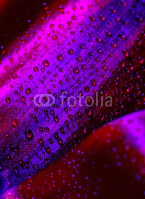 Anna Omelchenko, Tulip petals background (abstrakt, kulissen, hintergrund, schöner, schönheit, blühen, verdammt, blühen, hell, karte, schließen, close-up, close-up, verfärbt, deko, dekoration, dekorativ, details, tau, tautropfen, tropfen, entladen, tröpfchen, elegant, flora, floral, blum)