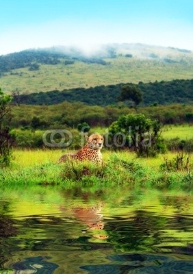 Anna Omelchenko, Wild african cheetah (afrika, afrikanisch, kenya, tier, gepard, katzen, säugetier, natur, safarie, wildlife, savanne, savanne, zoologie, fauna, katze, fleischfresser, räuber, gefährlich, groß, schnell, hunter, reserve, tage, spiel, game park, umwelt, heimat, draußen, par)