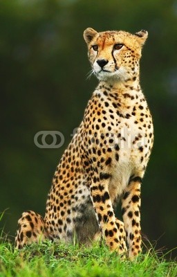 Anna Omelchenko, Wild african cheetah (afrikanisch, tier, schöner, fleischfresser, gepard, fauna, weiblich, heimat, hunter, räuber, savanne, wild, afrika, tier, schönheit, groß, katze, lebewesen, gefährlich, tage, fahren, gefährdet, exotisch, schnell, katzen, 5, pelz, spiel, grün, keny)