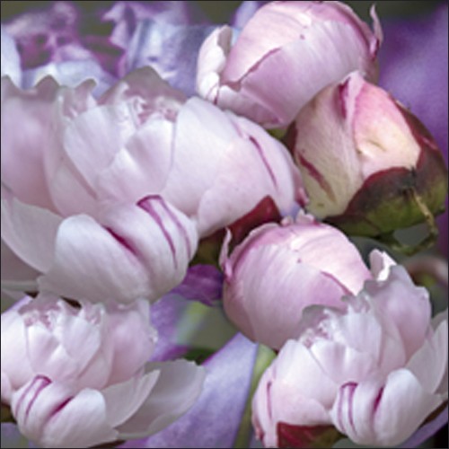 Anne MONTIEL, Pivoines, 2008 (Rosen, Pfingstrosen, Rosenblüten, Blütenblätter, rosa Rosen, naturalistisch, Malerei, zeitgenössisch, Schlafzimmer, Treppenhaus)