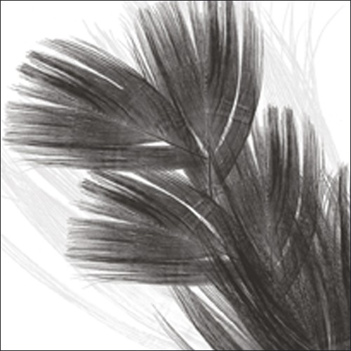 Anne MONTIEL, Plumes I, 2008 (Feder, filigran, naturalistisch, Malerei, zeitgenössisch, Schlafzimmer, Treppenhaus, schwarz/weiß)