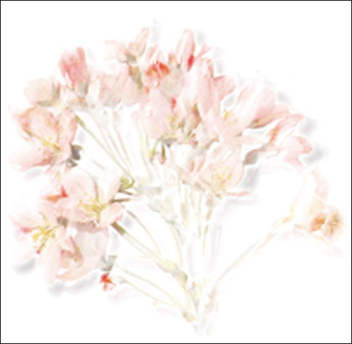 Anne MONTIEL, Prunus, 2006 (Pflanze, Blüten, Pflaumenblüten, diffus, Schemen, filigran, naturalistisch, Malerei, zeitgenössisch, Schlafzimmer, Treppenhaus)