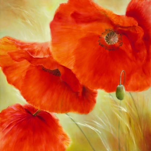 Annette Schmucker, Drei Mal Mohn (Mohn, Mohnblüten, Blüten, Blumen, Pflanze, Blätter, Kornfeld, zart, filigran, floral,  Malerei, Treppenhaus, Esszimmer, Wohnzimmer, Wunschgröße, rot/gold)