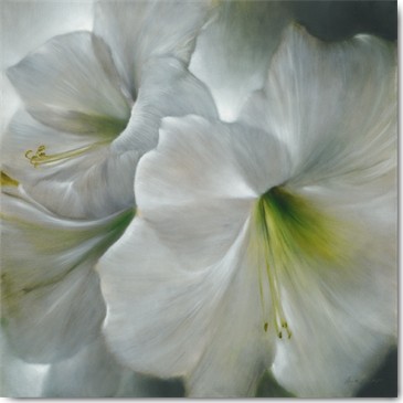 Annette Schmucker, Weiße Amaryllis (Mohn, weiße Amaryllis, Blüten, Blumen, Pflanze, Blätter, zart, filigran, floral,  Malerei, Treppenhaus,  Wohnzimmer, Wunschgröße, bunt)