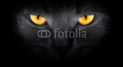 ANP, View from the darkness. muzzle a cat on a black background. (tier, aufmerksamkeiten, avatar, hintergrund, schwarz, katze, schließen, lebewesen, hybride, schnitt, hübsch, häusliche, ausdruck, auge, gesicht, katzen, flaumig, formidable, pelzig, grau, haare, kopf, arten, katzenbaby, pussycat, löwe, blick, lieblic)