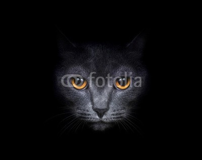 ANP, View from the darkness. Muzzle a cat on a black background. (schnitt, katze, tierpark, haustier, auge, löwe, weich, zwinkern, schwanz, wolle, schuß, kopf, hübsch, grau, blick, gesicht, arten, haare, nase, weiß, pussycat, schwarz, jung, schließen, pelzig, niemand, säugetier, studio, katzen, flaumig, avata)