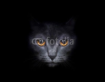 ANP, View from the darkness. Muzzle a cat on a black background. (schnitt, katze, tierpark, haustier, auge, löwe, weich, zwinkern, schwanz, wolle, schuß, kopf, hübsch, grau, blick, gesicht, arten, haare, nase, weiß, pussycat, schwarz, jung, schließen, pelzig, niemand, säugetier, studio, katzen, flaumig, avata)