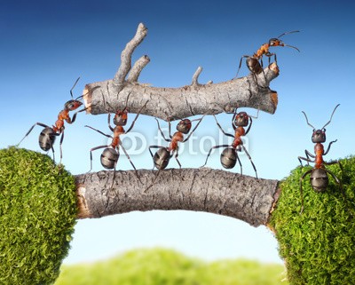 Antrey, team of ants carry log on bridge, teamwork (ameise auf der blume, work, gespann, zusammenarbeit, brücke, konzept, ideen, worker, holzindustrie, landschaft, hölzern, holz, schwer, hart, gewichten, lifter, chef, direito, hügel, sommer, blau, himmel, insekt, tier, working, spassig, story, makr)