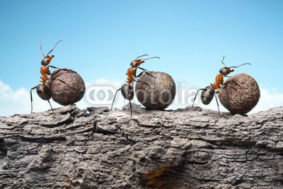 Antrey, team of ants rolling stones on rock, teamwork (ameise, gespann, work, zusammenarbeit, hart, schwer, working, gewichten, arbeit, fels, steine, steine, ameise, close-up, makro, himmel, wolken, blau, rot, formic)