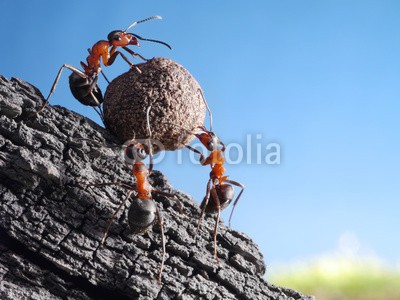 Antrey, team of ants rolls stone uphill, teamwork concept (gespann, work, zusammenarbeit, konzept, ideen, ameise auf der blume, steine, fels, berg, hügel, bergauf, upgrade, ebnen, hart, schwer, gewichten, arbeit, insekt, tier, working, makro, close-up, ameise auf der blume, worke)