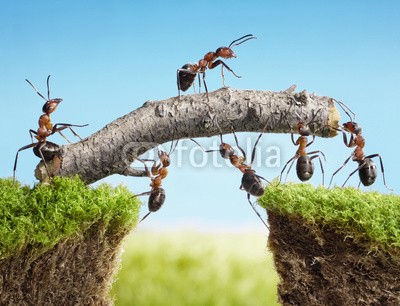 Antrey, teamwork, team of ants costructing bridge (konzept, ameise, gespann, zusammenarbeit, work, brücke, gras, log, holz, hölzern, holding, chef, bestellen, manage, kopf, men at work, gruppe, tier, insekt, spassig, ideen, märchen, fantasy, makro, close-up, sommer, zusammen, natur, symbol, blau, himme)