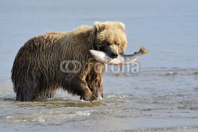 andreanita, Grizzly Bear with salmon in mouth (grizzly, grizzly bär, bär, bär, braunbär, fleischfresser, essen, abend, fauna, fisch, fischfang, lachs, säugetier, säugetier, wildlife, tier, tier, wild, wildnis, natur, ökologie, ökotourismus, nord, räuber, räuber, fleischfresser, omnivor)