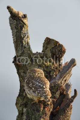 andreanita, Little owl on a old tree. (eulen, raubvögel, räuber, vögel, vorderansicht, wildlife, fauna, natur, aviär, vogelkunde, federn, wild, wildnis, verfärbt, bunt, baum, himmel, auge, stehendes, hübsch, klein, little, süss, einträchtig, natürlic)