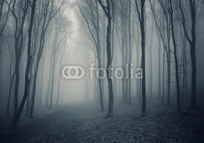 andreiuc88, elegant forest with fog (Wunschgröße, Fotografie, Photografie, Landschaft, Wald, Waldweg,  Herbst, Nebel, Dunst, Natur, Stille, Bäume, Wohnzimmer, Wellness, Schlafzimmer, schwarz / weiß)