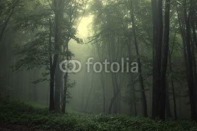 andreiuc88, Green forest after rain (Wunschgröße, Fotografie, Photografie, Landschaft, Wald, Herbst, Nebel, Dunst, Natur, Stille, Bäume, Wohnzimmer, Wellness, Schlafzimmer, bunt)