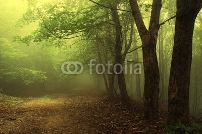 andreiuc88, Green forest with fog (Wunschgröße, Fotografie, Photografie, Landschaft, Wald, Waldweg,  Herbst, Nebel, Dunst, Natur, Stille, Bäume, Wohnzimmer, Wellness, Schlafzimmer,bunt)
