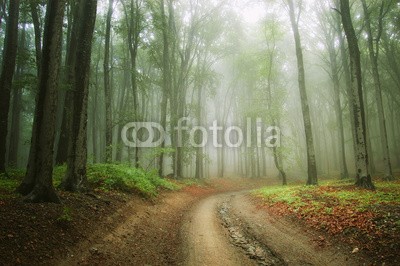 andreiuc88, road in the woods trough the fog (Wunschgröße, Fotografie, Photografie, Landschaft, Wald, Herbst, Nebel, Dunst, Natur, Waldweg, Stille, Bäume, Silhouette, Licht, Wohnzimmer, Wellness, Schlafzimmer, bunt)