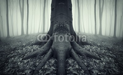 andreiuc88, tree with strong roots in a forest after rain (Wunschgröße, Fotografie, Photografie, Landschaft, Wald, Stamm, Wurzel,  Herbst, Nebel, Dunst, Natur, Stille, Bäume, Spiegelung, Seitenspiegelung,  Wohnzimmer, Wellness, Schlafzimmer, schwarz / weiß)