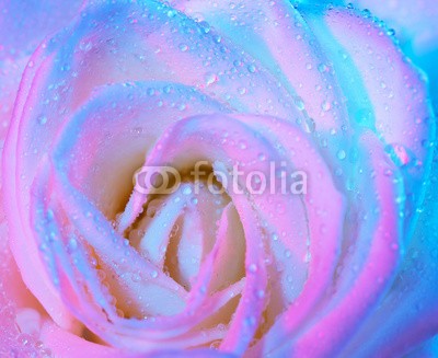 Anna Omelchenko, Abstract wet rose background (abstrakt, aroma, hintergrund, schöner, schönheit, verdammt, blühen, hell, schließen, close-up, close-up, verfärbt, bunt, tage, dekoration, dekorativ, feinfühlig, entwerfen, details, tau, entladen, fallen lassen, elegant, flora, floral, blume, frisc)