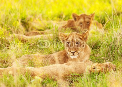 Anna Omelchenko, African lion cubs (afrika, afrikanisch, tier, tier, schöner, fleischfresser, katze, schließen, close-up, junge, junge, tage, daunen, fahren, gefährdet, familie, fauna, katzen, 5, spiel, gras, heimat, hunter, kenya, lowe, löwe, löwin, little, lying, säugetier, mar)