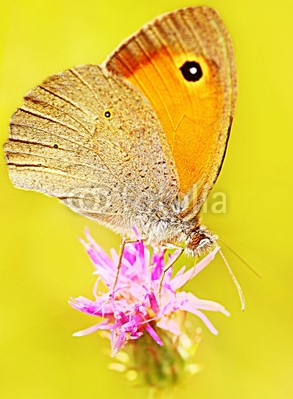 Anna Omelchenko, Beautiful yellow butterfly (makro, schmetterling, close-up, details, blume, insekt, natur, frühling, wildlife, tier, hintergrund, schöner, schönheit, hell, knospe, gehetzt, close-up, verfärbt, bunt, extrem, feld, flora, fliege, fliegender, frisch, garten, gras, grün, abbild, lif)