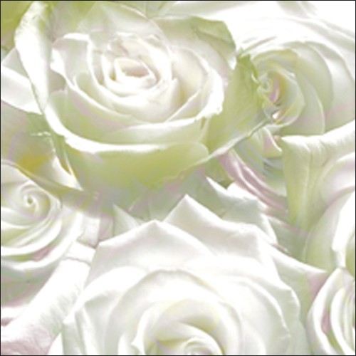 Anne MONTIEL, Roses, 2008 (Rosen, Rosenblüten, Blütenblätter, weiße Rosen, naturalistisch, Malerei, zeitgenössisch, Schlafzimmer, Treppenhaus)