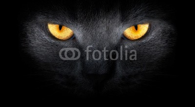 ANP, View from the darkness. muzzle a cat on a black background. (tier, aufmerksamkeiten, avatar, hintergrund, schwarz, katze, schließen, lebewesen, hybride, schnitt, hübsch, häusliche, ausdruck, auge, gesicht, katzen, flaumig, formidable, pelzig, grau, haare, kopf, arten, katzenbaby, pussycat, löwe, blick, lieblic)