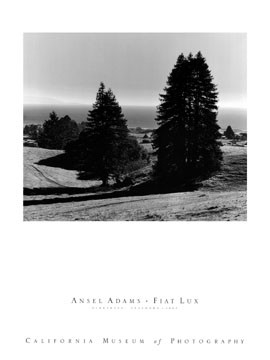 Ansel Adams, Pinetrees (Photokunst, Fotokunst, Landschaft, Bäume, Kiefern,  schwarz/weiß , Wohnzimmer, Treppenhaus)
