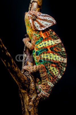 arturas kerdokas, Yemen chameleon (Wunschgröße, Fotografie, Photografie, Nahaufnahme, Tier, Echse, Drachen, Chamäleon, Ast, Arztpraxis, bunt)