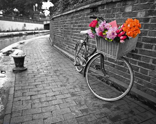 Assaf Frank, Bicycle of Love I (Fotokunst, Landschaft, Fahrrad, Fahrradkorb, rote Rosen, romantisch, Nostalgie, Idylle, Wohnzimmer, Arztpraxis, schwarz / weiß, rot,Colorspot)
