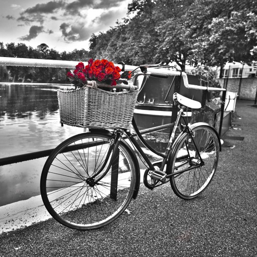 Assaf Frank, Romantic Roses I (Fotokunst, Fahrrad, Fahrradkorb, rote Rosen, romantisch, Nostalgie, Idylle, Wohnzimmer, Arztpraxis, schwarz / weiß, rot,Colorspot)