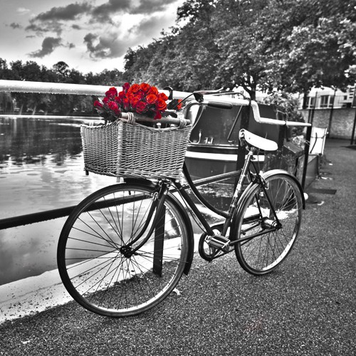 Assaf Frank, Romantic Roses I (Wunschgröße, Fotographie, Photokunst, Fotokunst, Colorspot,  schwarz/weiß, Landschaft, Fahrrad, Korb Wasser, rote Rosen, Wohnzimmer,)