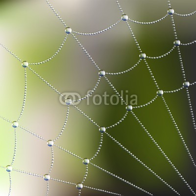 Ayvengo, Spider web with water drops (tier, kunst, hintergrund, stutzen, netz, netz, tau, entladen, komplexität, konstruktion, element, wald, rahmen, frisch, voll, grün, insekt, linie, makro, masche, netz, network, pure, regentropfen, geformt, zeichen, silhouette, spinne, klebrig, symbo)