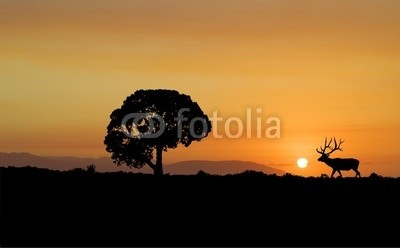 AZP Worldwide, Elk Silhouette (elch, silhouette, natur, sonnenuntergänge, hirsch, bull, landschaftlich, landschaft, szenerie, sunrise, wildlife, schönheit, schöner, tier, tier, bunt, baum, klar, pflanze, sonne, warm, wild, draußen, spaziergang, gehend, reisen, führung, anführe)