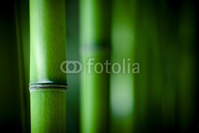 Beboy, Bambou zen (bambus, zen, asien, ashtray, feng shui, japan, china, japan, garten, park, landschaft, entspannung, wohlbefinden, wohlbefinden, geist, frieden, entfliehen, meditation, tradition, durchschnitt, grÃ¼n, chinese, spiritual, geistliches zentrum, verwische)