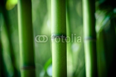 Beboy, Bambou zen (bambus, zen, asien, ashtray, landschaft, grÃ¼n, verwischen, gras, papier, pflanze, laub, pflanze, textur, hintergrun)