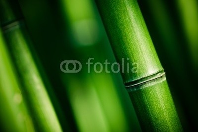 Beboy, Bambou zen (bambus, zen, kurort, asien, ashtray, landschaft, grÃ¼n, verwischen, gras, papier, pflanze, laub, pflanze, textur, hintergrund, close-up, zoom, makro, china, feng shui, konzept, konzeptionel)