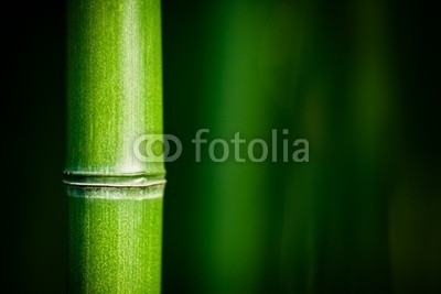 Beboy, Bambou zen (bambus, zen, kurort, asien, ashtray, landschaft, grÃ¼n, verwischen, gras, papier, pflanze, laub, pflanze, textur, hintergrund, close-up, zoom, makro, china, feng shui, konzept, konzeptionel)